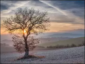 Słońce, Wzgórza, Drzewo, Samotne, Pole