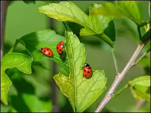 Trzy biedronki na rozświetlonych zielonych liściach