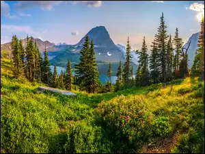 Trawa, Montana, Krzewy, Saint Mary Lake, Drzewa, Park Narodowy Glacier, Góry, Stany Zjednoczone, Jezioro