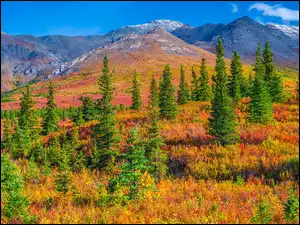 Alaska, Stany Zjednoczone, Góry, Drzewa, Park Narodowy Denali, Jesień