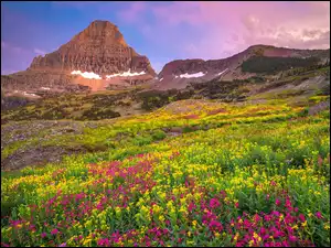 Ukwiecona łąka i góra Mount Reynolds w Parku Narodowym Glacier