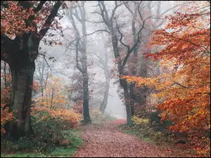 Droga, Jesień, Pożółkłe, Mgła, Las, Drzewa