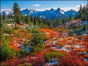 Stany Zjednoczone, Drzewa, Śnieg, Roślinność, Góry, Park Narodowy Mount Rainier, Łąka, Tatoosh Range, Jesień, Stan Waszyngton