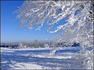 Ośnieżone, Zima, Oszronione, Drzewo, Gałęzie