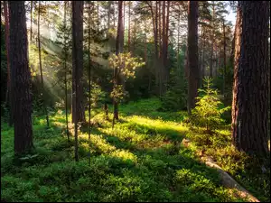 Przebijające słoneczne światło w lesie iglastym