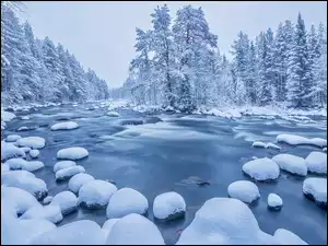 Półwysep Kolski, Rosja, Rzeka Kola, Ośnieżone, Zima, Drzewa