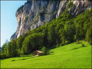 Wzgórze, Góry, Szwajcaria, Polana, Dolina Lauterbrunnen, Drzewa, Dom