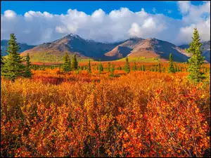 Alaska, Park Narodowy Denali, Roślinność, Stany Zjednoczone, Jesień, Drzewa, Góry