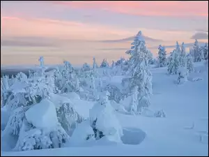 Ośnieżone, Zaspy, Drzewa, Zima, Śnieg