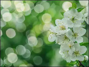 Drzewo owocowe, Bokeh, Kwiaty, Białe, Gałązka