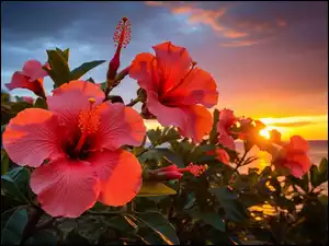 Morze, Grafika, Kwiaty, Hibiskusy, Zachód słońca