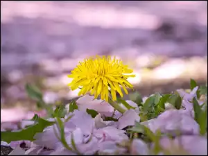 Roślina, Mniszek lekarski, Kwiat, Płatki