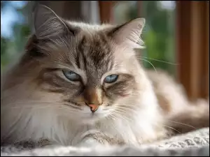 Kanapa, Kot, Ragdoll
