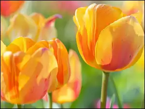 Zbliżenie, Tulipany, Żółte