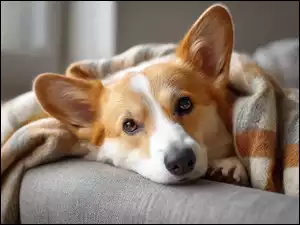Głowa, Grafika AI, Welsh corgi pembroke, Pies, Koc