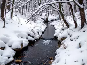 Ośnieżone, Zima, Drzewa, Rzeka, Gałęzie, Las