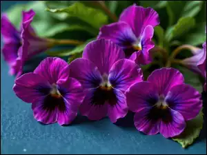 Sępolia, Kwiaty, Purpurowe, Fiołki afrykańskie