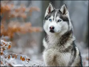 Gałązki, Pies, Siberian husky, Niebieskooki