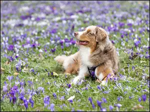 Pies rasowy maści kremowo-białej leżący na łące z krokusami