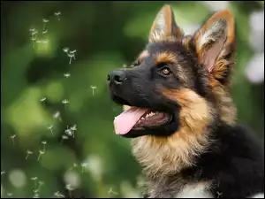 Owczarek niemiecki patrzacy na spadające niełupki z dmuchawca