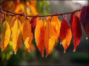 Liście, Grafika AI, Jesienne, Gałązka, Krople