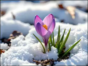 Zielone, Śnieg, Krokus, Fioletowy, Listki