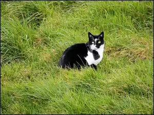 Kotek w biało-czarne łapy siedzący w trawie