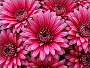 Grafika AI, Chryzantemy, Kwiaty, Zbliżenie