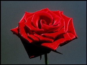 Róży, Piękny, Kwiat