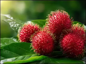 Owoce, Grafika AI, Czerwone, Rambutan, Liście