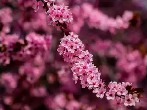 Gałązka, Kwiaty, Okwiecona, Drzewo owocowe, Ciemnoróżowe