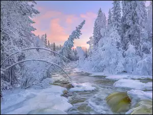 Ośnieżone, Roślinność, Rzeka, Zima, Drzewa