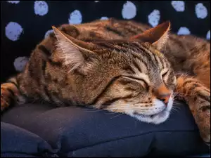 Bury kot śpiący na sofie