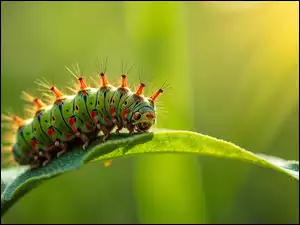 Liść, Zielono-pomarańczowa, Gąsienica