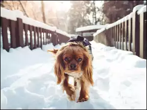 Śnieg, Pies, Most, Zima, Mały