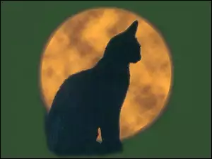 księżyc, Halloween, kotek