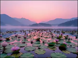 Mgła, Lilie wodne, Jezioro, Wschód słońca, Góry