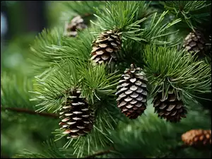 Grafika AI, Szyszki, Gałąź, Sosna