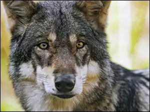 Spojrzenie, Szary, Wilk, Głowa