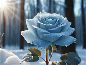 Zima, Grafika AI, Szron, Róża, Promienie słońca