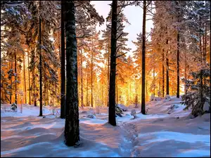Rozświetlone słonecznym blaskiem drzewa iglaste w zimowym lesie