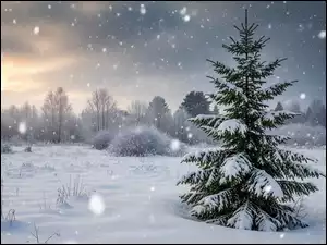 Zima, Drzewa, Śnieg, Padający, Ośnieżone