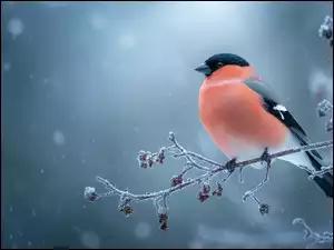 Oszroniona, Grafika AI, Gil, Ptak, Gałązka