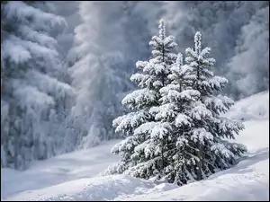 Świerk oszroniony płatkami śniegu w grafice komputerowej