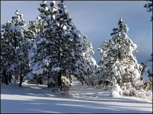 Śnieg, Drzewa, Zima, Las