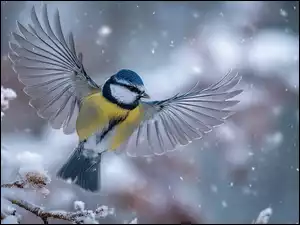 Sikorka modraszka w locie nad ośnieżoną gałązką