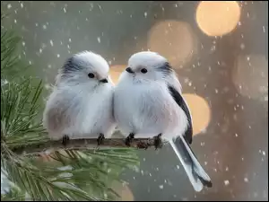 Dwa białe ptaki raniuszki na ośnieżonej iglastej gałązce w padającym śniegu