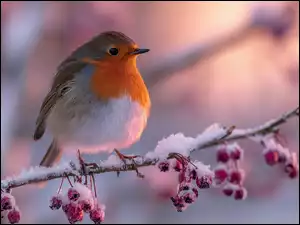 Rudzik i czerwone owoce na ośnieżonej gałązce i rozświetlonym tle