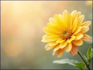 Żółty, Rozkwitnięty, Kwiat