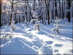 Las, Zima, Drzewa, Ślady, Ośnieżone, Przebijające światło